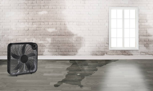 Best Water damage restoration specialists  in Lakeview, MI